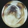 cabinet knob english bulldog
